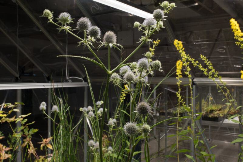 Close up of a plant growing in an indoor greenhouse.