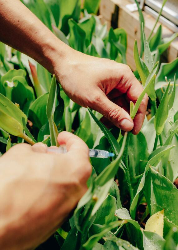 Close up of Michael Wang's hands, using a syringe to inject a clear fluid into the green leaf of a plant.